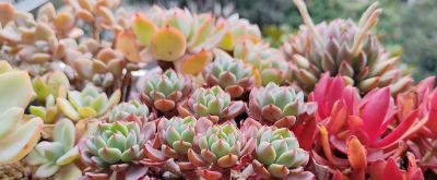 火祭，娜娜小勾，晨露，冬美人，红灯，尘埃玫瑰 - 图画吧TUHUABA