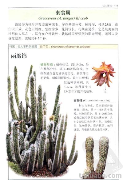 《多肉植物》05 - 图画吧TUHUABA