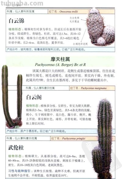 《多肉植物》05 - 图画吧TUHUABA