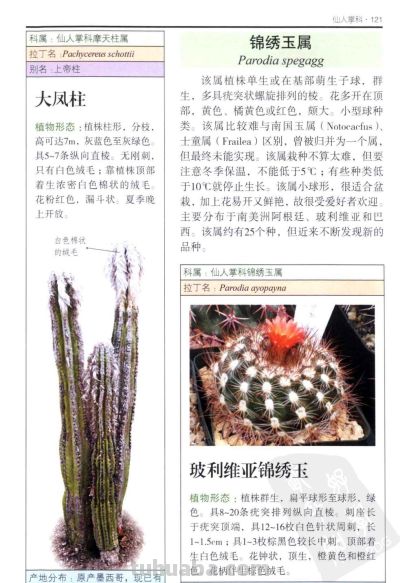 《多肉植物》05 - 图画吧TUHUABA