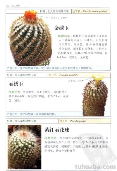 《多肉植物》05 - 图画吧TUHUABA