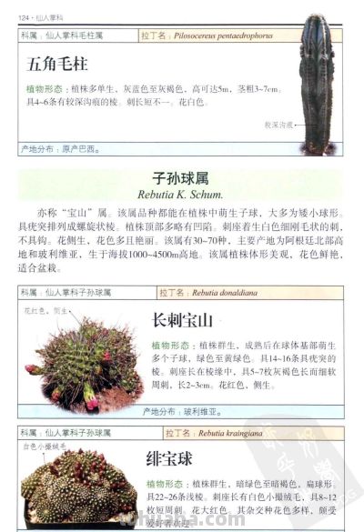 《多肉植物》05 - 图画吧TUHUABA