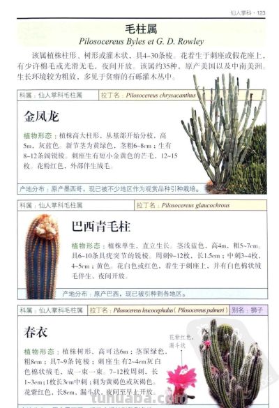 《多肉植物》05 - 图画吧TUHUABA