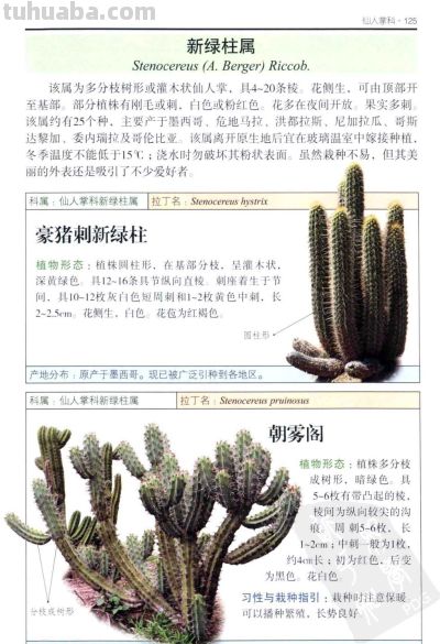 《多肉植物》05 - 图画吧TUHUABA