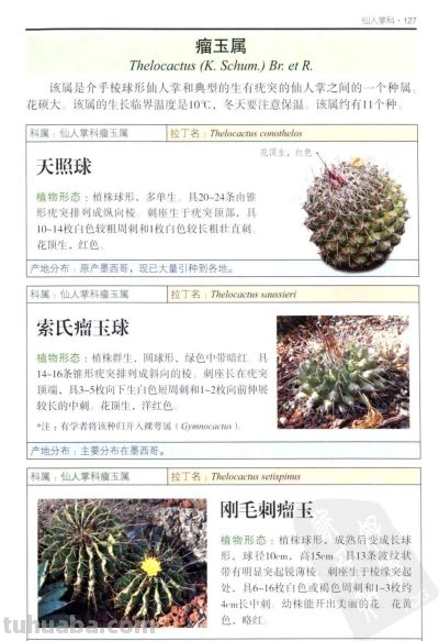 《多肉植物》05 - 图画吧TUHUABA