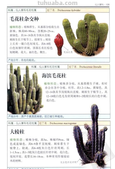 《多肉植物》05 - 图画吧TUHUABA