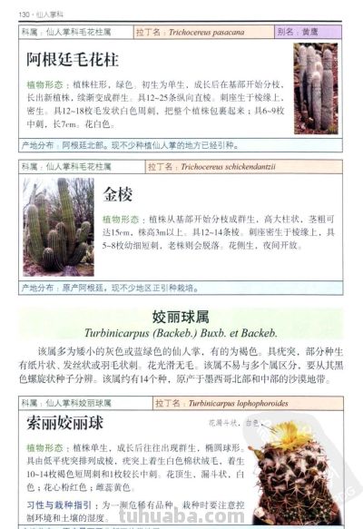 《多肉植物》05 - 图画吧TUHUABA