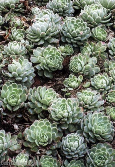 《多肉植物》05 - 图画吧TUHUABA