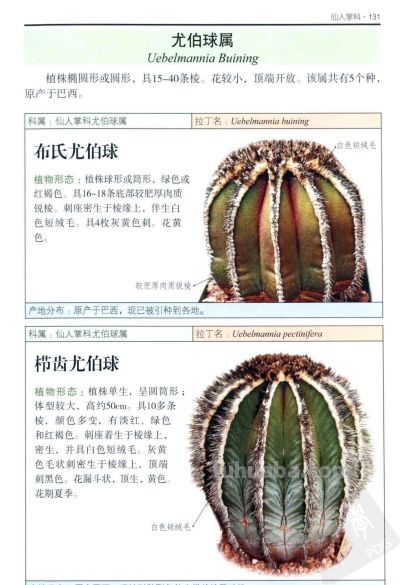 《多肉植物》05 - 图画吧TUHUABA