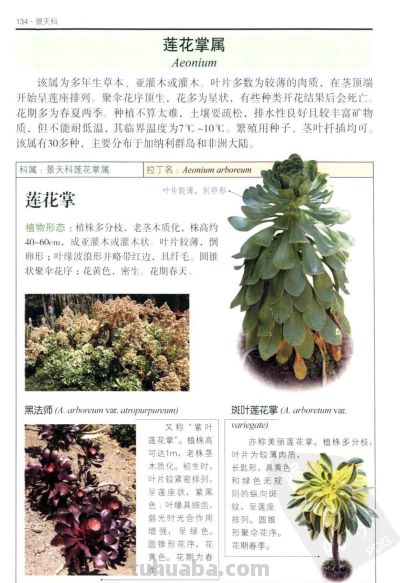 《多肉植物》05 - 图画吧TUHUABA
