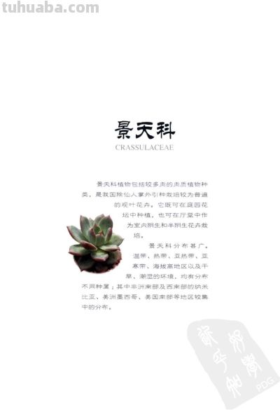 《多肉植物》05 - 图画吧TUHUABA
