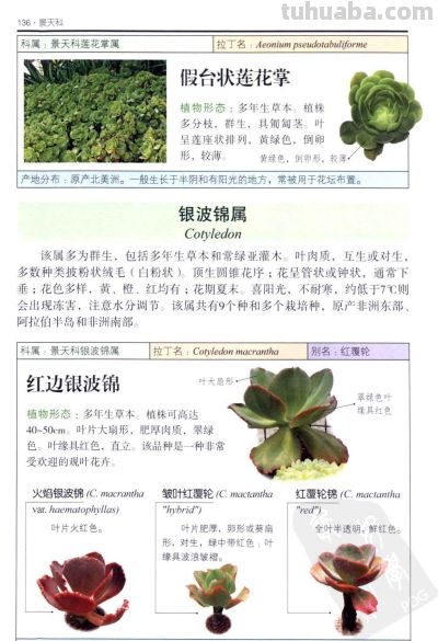 《多肉植物》05 - 图画吧TUHUABA