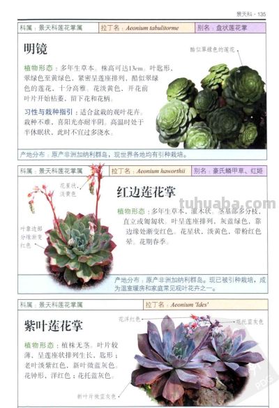《多肉植物》05 - 图画吧TUHUABA