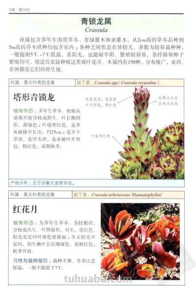 《多肉植物》05 - 图画吧TUHUABA