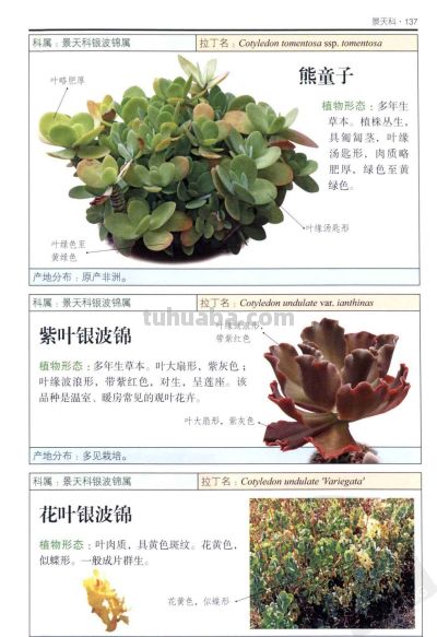 《多肉植物》05 - 图画吧TUHUABA