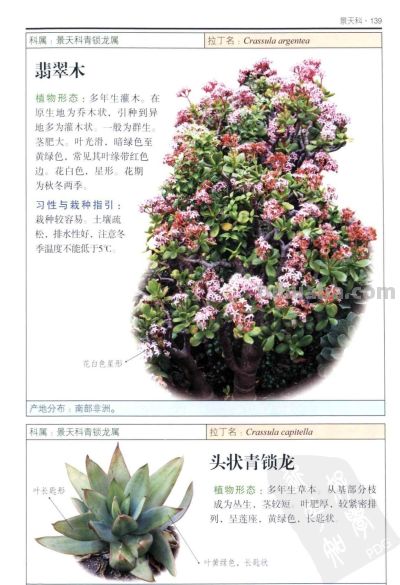《多肉植物》05 - 图画吧TUHUABA