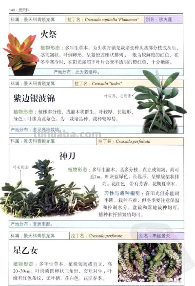 《多肉植物》05 - 图画吧TUHUABA