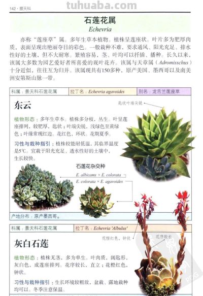 《多肉植物》05 - 图画吧TUHUABA