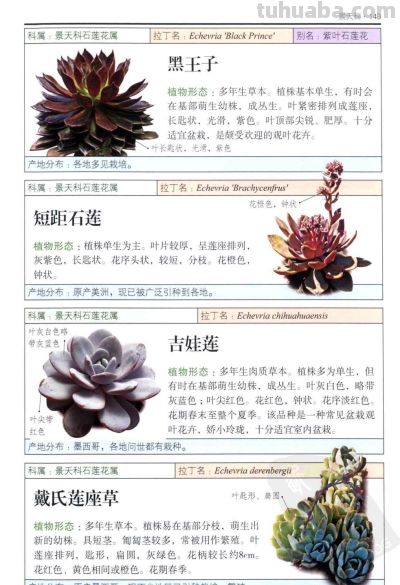 《多肉植物》05 - 图画吧TUHUABA