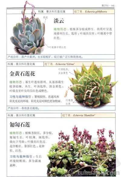 《多肉植物》05 - 图画吧TUHUABA
