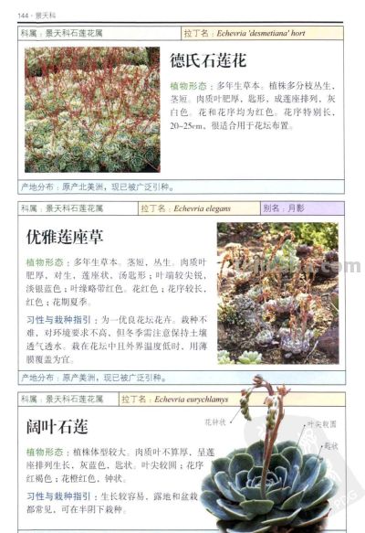 《多肉植物》05 - 图画吧TUHUABA