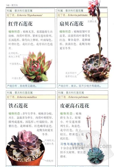 《多肉植物》05 - 图画吧TUHUABA