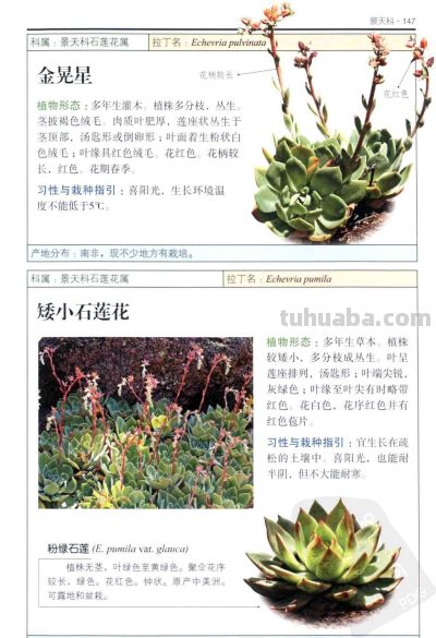 《多肉植物》05 - 图画吧TUHUABA