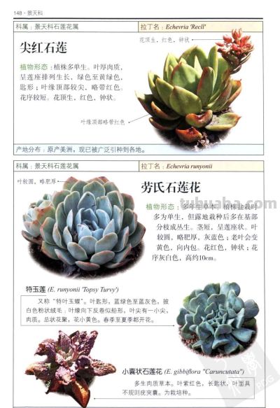 《多肉植物》05 - 图画吧TUHUABA