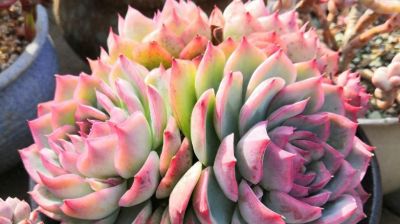 很有人气的12款多肉，但各有各的“毛病”，所以一般不推荐新手养 - 今日头条