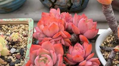 很有人气的12款多肉，但各有各的“毛病”，所以一般不推荐新手养 - 图画吧TUHUABA