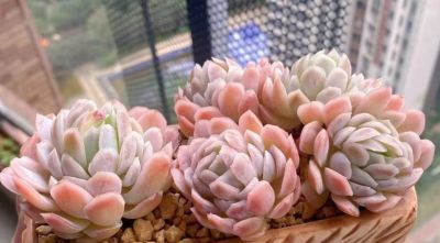 很有人气的12款多肉，但各有各的“毛病”，所以一般不推荐新手养 - 图画吧TUHUABA