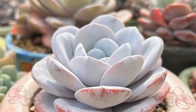 很有人气的12款多肉，但各有各的“毛病”，所以一般不推荐新手养 - 图画吧TUHUABA