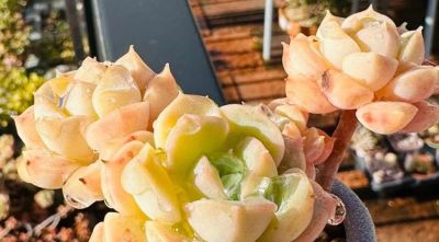 很有人气的12款多肉，但各有各的“毛病”，所以一般不推荐新手养 - 图画吧TUHUABA