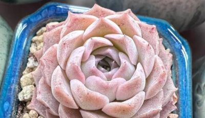 很有人气的12款多肉，但各有各的“毛病”，所以一般不推荐新手养 - 图画吧TUHUABA