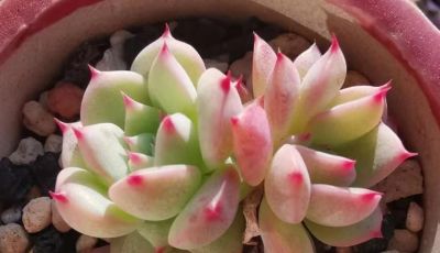 很有人气的12款多肉，但各有各的“毛病”，所以一般不推荐新手养 - 图画吧TUHUABA