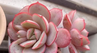 很有人气的12款多肉，但各有各的“毛病”，所以一般不推荐新手养 - 图画吧TUHUABA