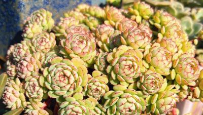 很有人气的12款多肉，但各有各的“毛病”，所以一般不推荐新手养 - 图画吧TUHUABA