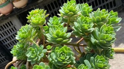 很有人气的12款多肉，但各有各的“毛病”，所以一般不推荐新手养 - 图画吧TUHUABA