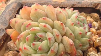 很有人气的12款多肉，但各有各的“毛病”，所以一般不推荐新手养 - 图画吧TUHUABA