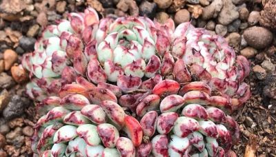 很有人气的12款多肉，但各有各的“毛病”，所以一般不推荐新手养 - 图画吧TUHUABA