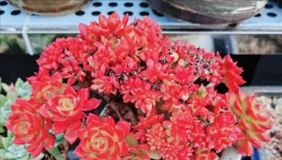 想养好看的多肉不知选哪种好？试试这9个品种，这颜值你不会后悔 - 图画吧TUHUABA