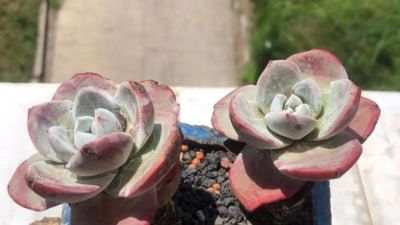 很有人气的12款多肉，但各有各的“毛病”，所以一般不推荐新手养 - 图画吧TUHUABA