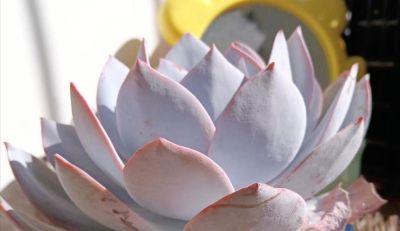 想养好看的多肉不知选哪种好？试试这9个品种，这颜值你不会后悔 - 图画吧TUHUABA