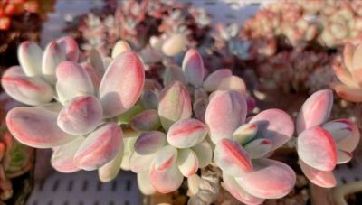 想养好看的多肉不知选哪种好？试试这9个品种，这颜值你不会后悔 - 图画吧TUHUABA