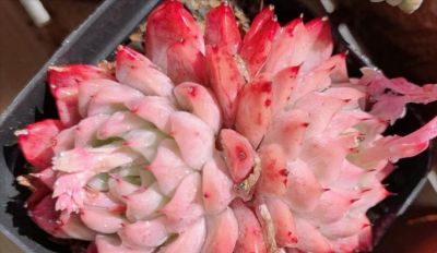 想养好看的多肉不知选哪种好？试试这9个品种，这颜值你不会后悔 - 图画吧TUHUABA