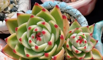 想养好看的多肉不知选哪种好？试试这9个品种，这颜值你不会后悔 - 图画吧TUHUABA