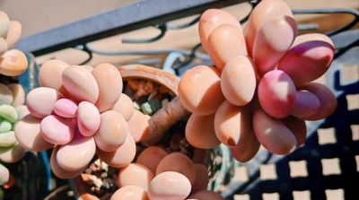 想养好看的多肉不知选哪种好？试试这9个品种，这颜值你不会后悔 - 图画吧TUHUABA