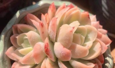 想养好看的多肉不知选哪种好？试试这9个品种，这颜值你不会后悔 - 图画吧TUHUABA