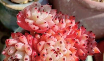 想养好看的多肉不知选哪种好？试试这9个品种，这颜值你不会后悔 - 图画吧TUHUABA