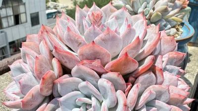 想养好看的多肉不知选哪种好？试试这9个品种，这颜值你不会后悔 - 图画吧TUHUABA